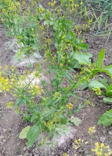 cime di rapa andate a seme