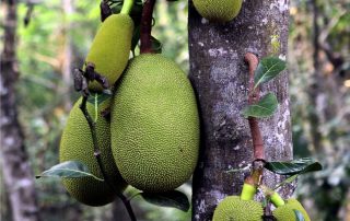 jackfruit