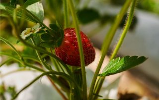 fragola in vaso