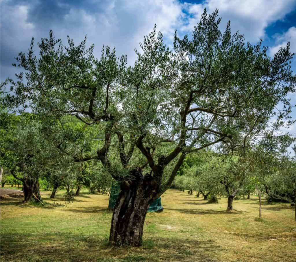 Potatura Olivo: Come E Quando Potare