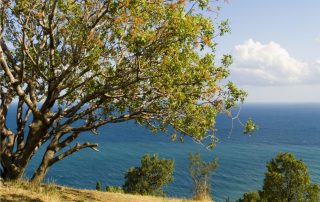 albero di pistacchio