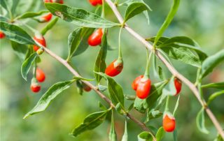 bacche rosse di goji