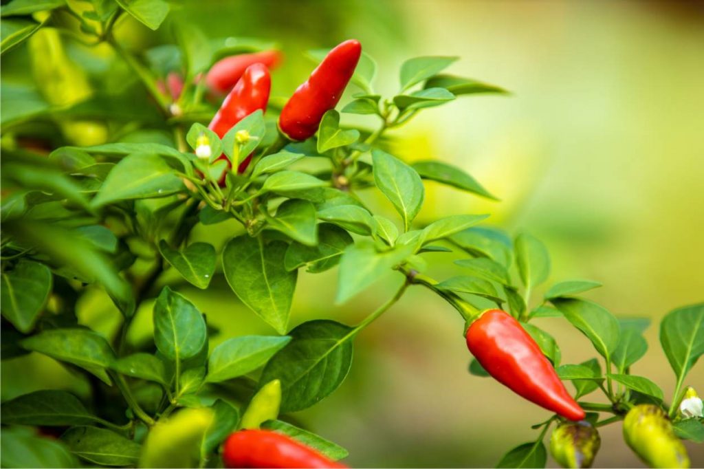 Variet Di Peperoncino Piccante Ecco Le Cultivar Migliori