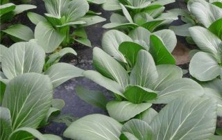 coltivazione di pak choi