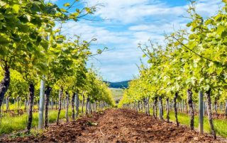 impianto di vigneto di uva da tavola