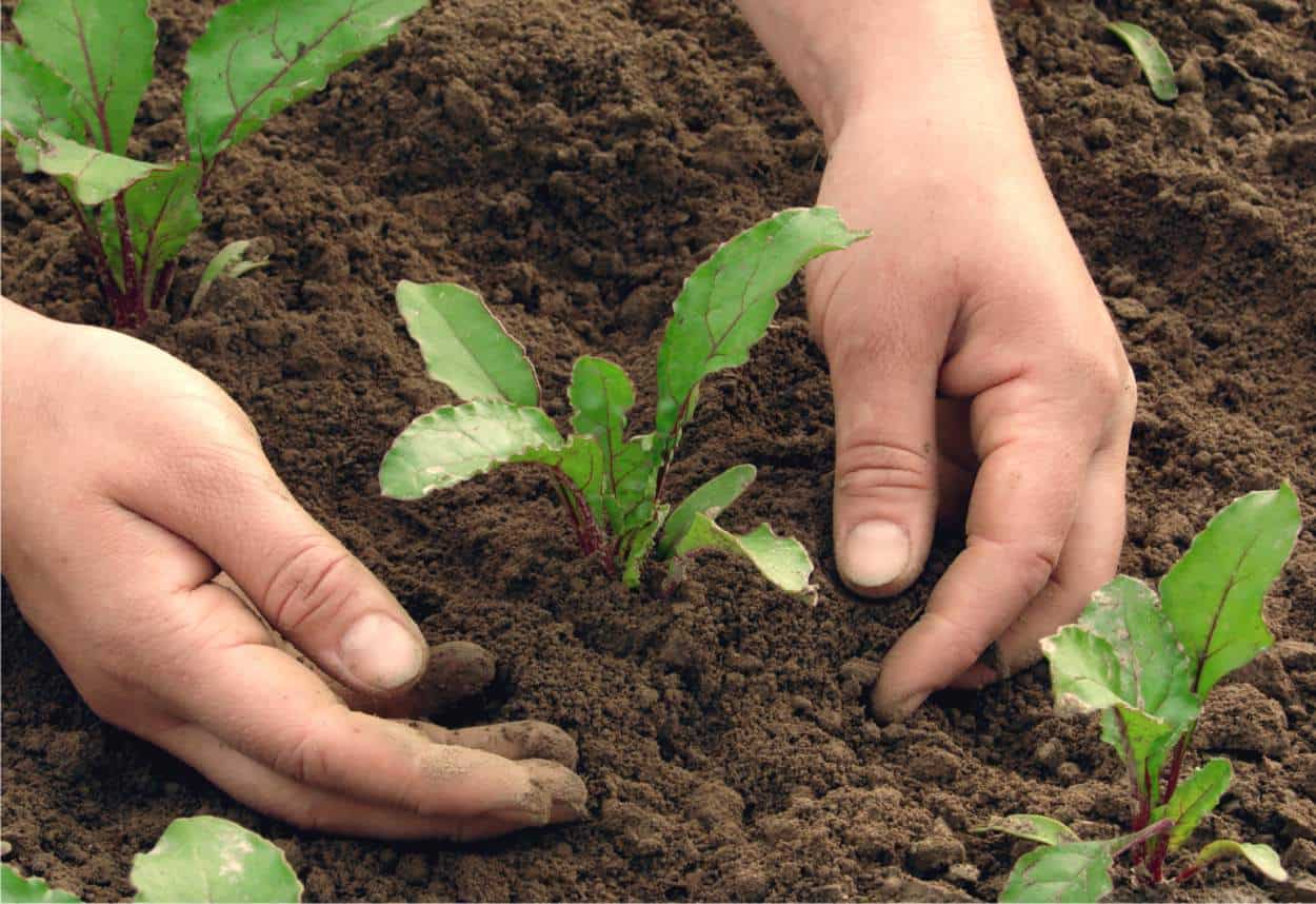 Trovare semi e piantine da orto adesso (e alcune alternative)