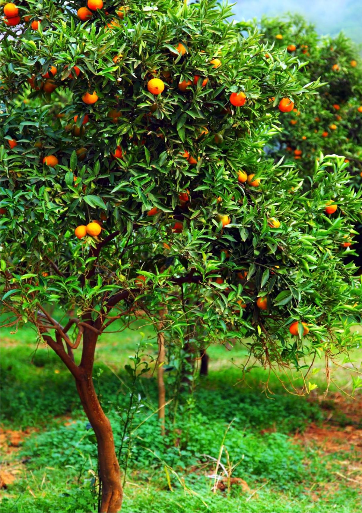 mandarino-come-si-coltiva-la-pianta-di-mandarini