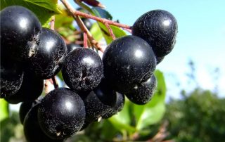 aronia melanocarpa