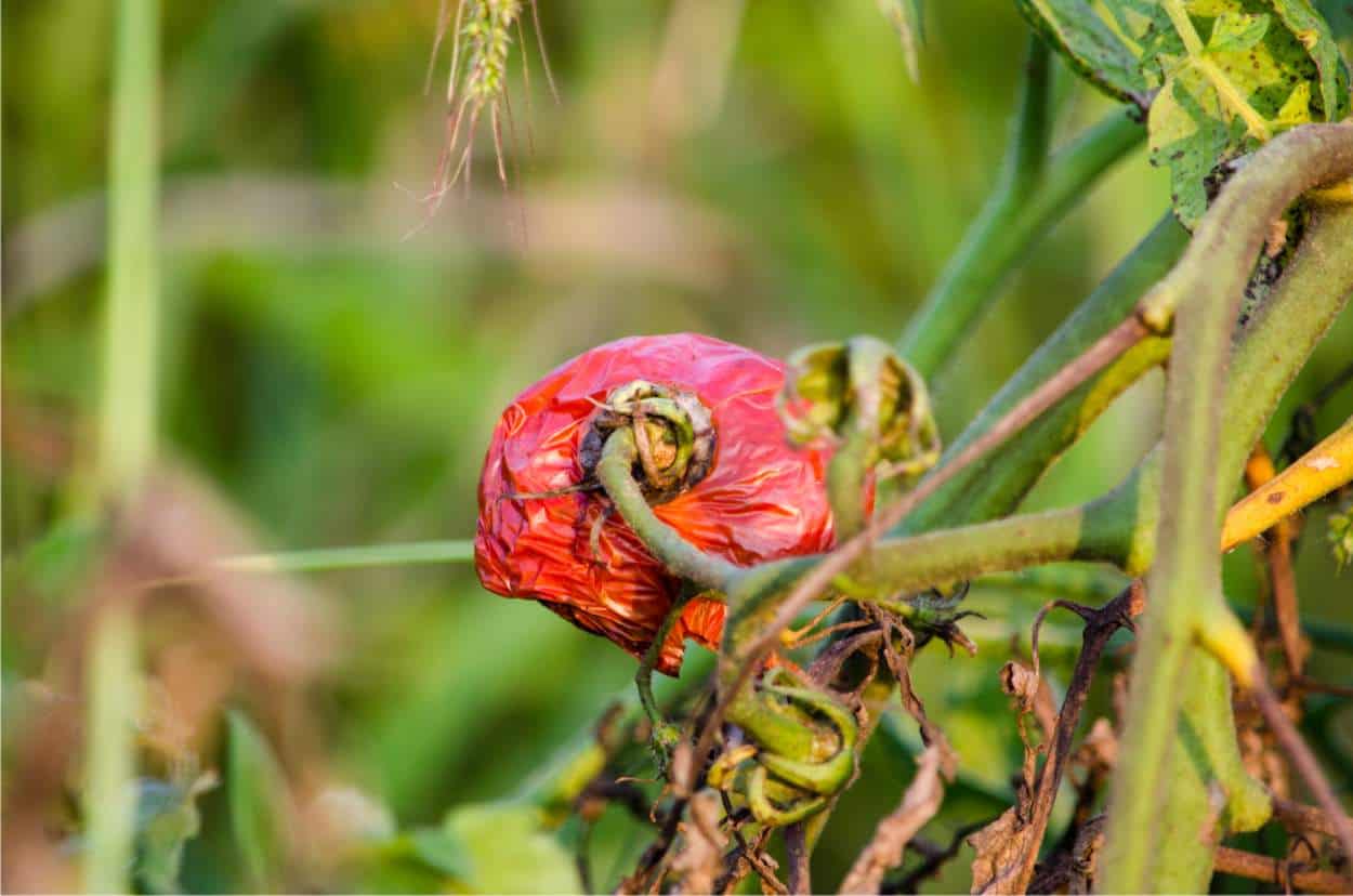 marciumi pomodoro