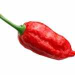 naga morich