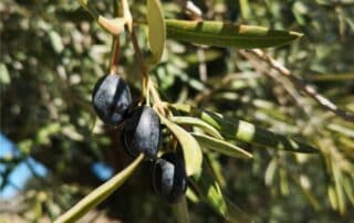 olive varietà