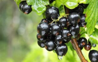 ribes nero