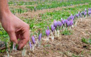 raccolta fiori crocus sativus