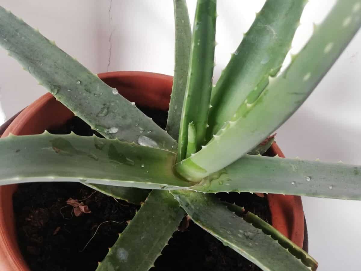 Aloe Vera Come Si Coltiva In Giardino E In Vaso 3118