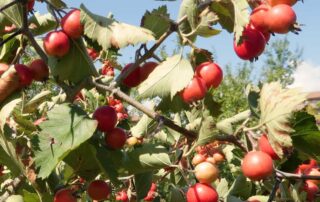 introduzione alla food forest