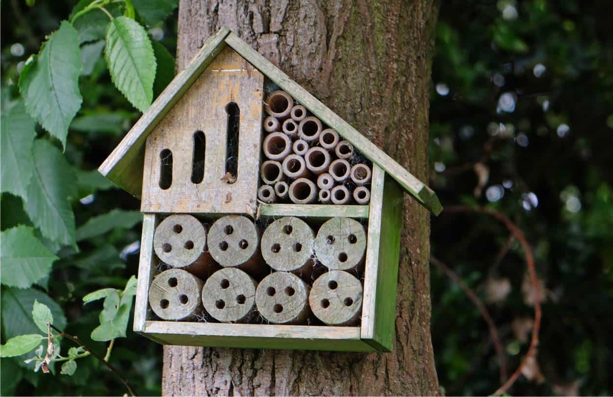 bugs hotel