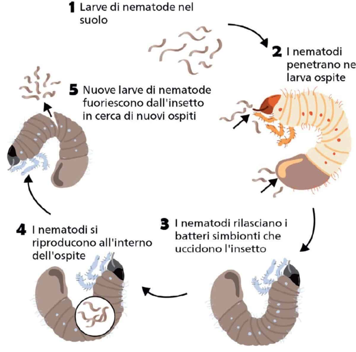 Nematodi Entomopatogeni Difesa Biologica Delle Colture