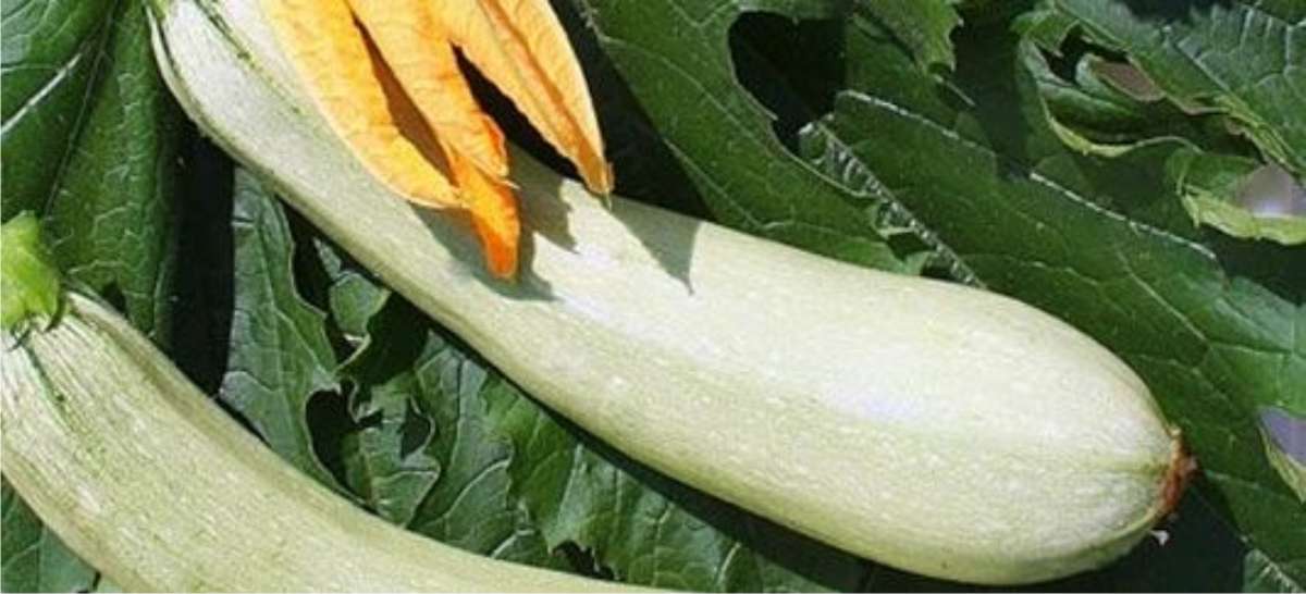 zucchina bianca