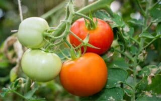 pomodori che maturano in autunno