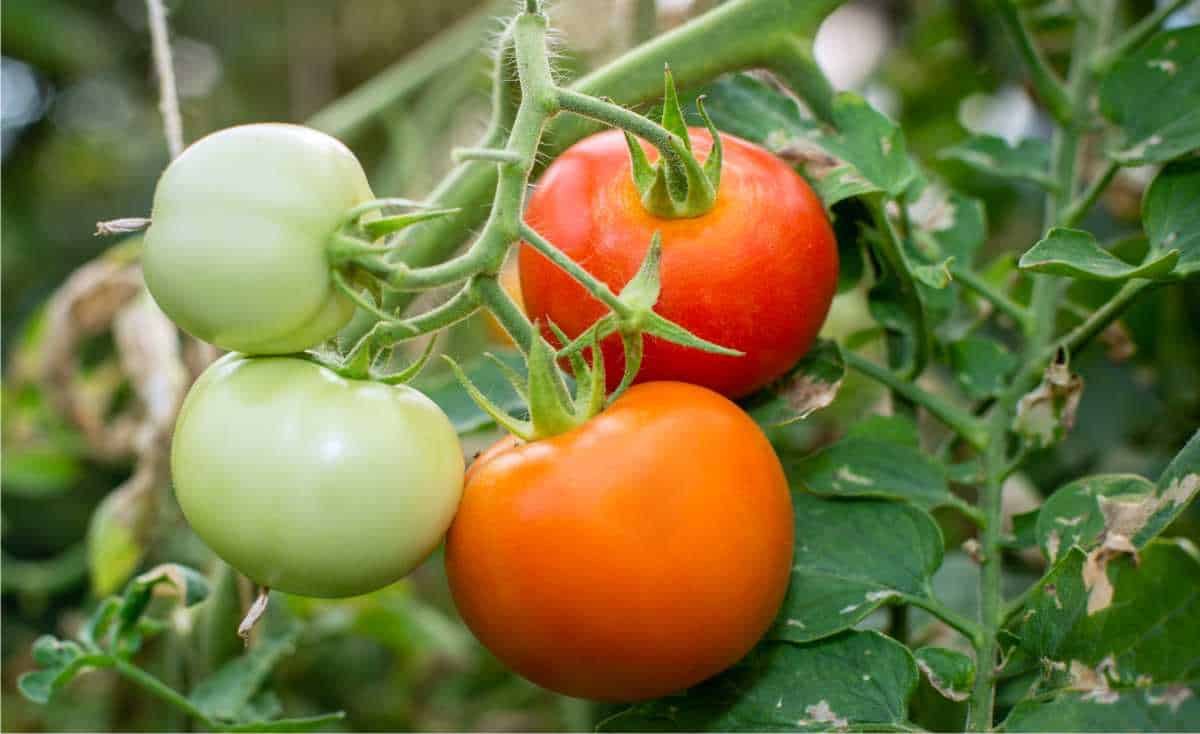 pomodori che maturano in autunno