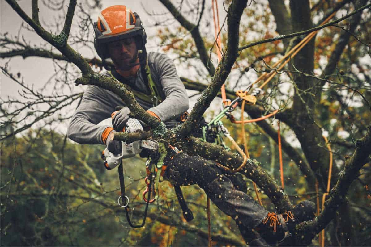 potatura in tree climbing